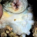octopus_day_wnl_r_v_0086_kom1906.jpg